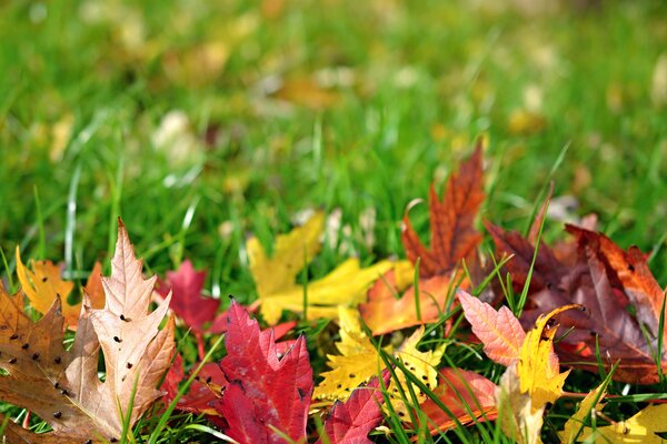 Bunte Herbstblätter auf grünem Gras.